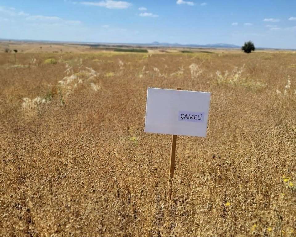 cameli-corek-otu