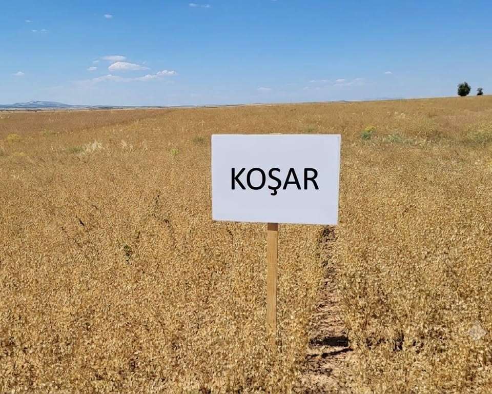 kosar-corek-otu