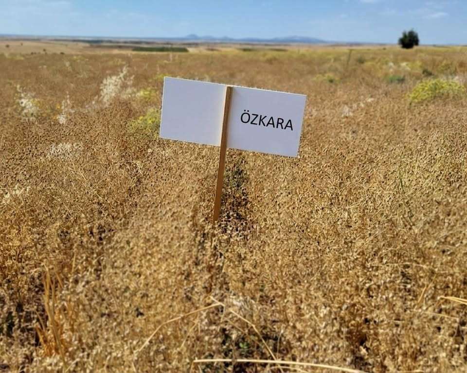 ozkara-corek-otu