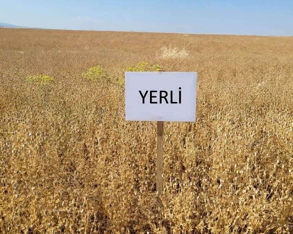 yerli-corek-otu